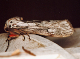 Teracotona rhodophaea